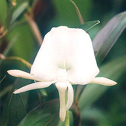 Angraecum-scottianum.jpg