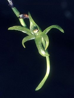 Angraecum calceolus Orchi 11.jpg