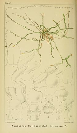 Angraecum chiloschistae - Harry Bolus - Orchids of South Africa - volume I tab. 6 (1896).jpg