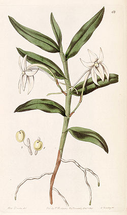Angraecum mauritianum (as Angraecum gladiifolium) - Edwards vol 26 (NS 3) pl 68 (1840).jpg