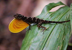 Anolis polylepis, Costa Rica.JPG