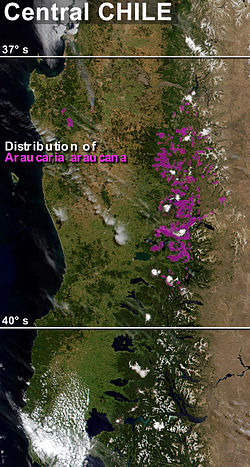 Área de distribución de la araucaria