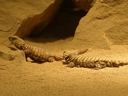 Armadillo girdle-tailed lizard.jpg