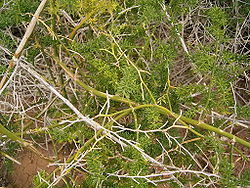 Asparagus umbellatus (La Fajana) 05 ies.jpg