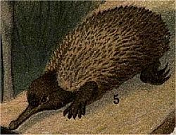 Australisk fauna, Myrigelkott, Nordisk familjebok.jpg