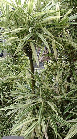 Bamboo (Sinobambusa Toosik form. albo-striata Muroi).JPG