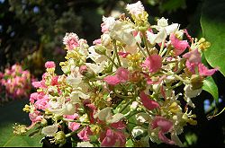 Banisteriopis-caapi-flowers-lg.jpg