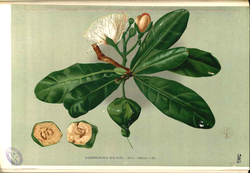 Barringtonia speciosa Blanco2.305.png