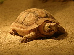 Beaked cape tortoise.jpg