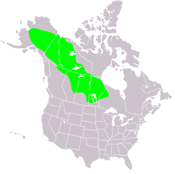 Betula neoalaskana range map.PNG
