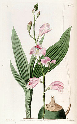Bletia florida - Edwards vol 17 pl 1401 (1831).jpg