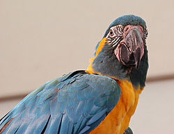 Blue-throated Macaw Ara glaucogularis Head 2200px.jpg
