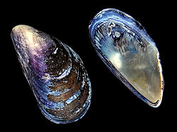 Blue mussel (Mytilus edulis) shell.jpg