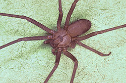 Brown recluse spider, Loxosceles reclusa.jpg