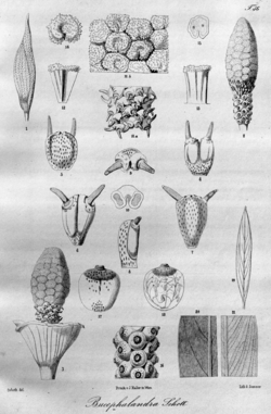Bucephalandra botanical drawing.png
