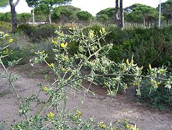 Calycotome villosa1.jpg
