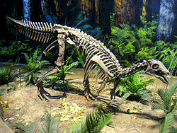 Camptosaurus aphanoecetes - IMG 0673.jpg
