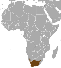 Distribución de la mangosta gris del Cabo