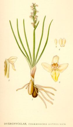 Chamæorchis alpinus.jpg