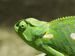Chameleon 2006-01-contrast.jpg