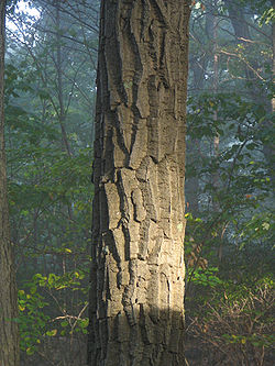 Chestnut Oak Bark.jpg