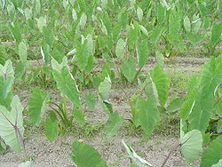 Colocasia esculenta 5.jpg