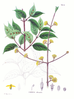 Cornus officinalis SZ50.png