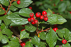 Cotoneaster acuminatus - berries (aka).jpg