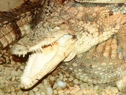 Crocodylus rhombifer.jpg