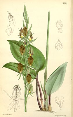 Cryptostylis arachnites (as Zosterostylis arachnites) - Curtis' 89 (Ser. 3 no. 19) pl. 5381 (1863).jpg