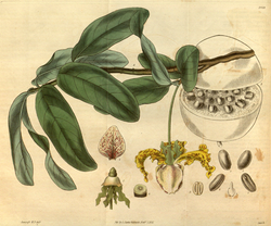 Curtis's Botanical Magazine, Plate 3059 (Volume 58, 1831).png