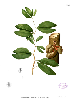 Cynometra cauliflora Blanco1.213.png
