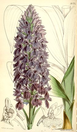 Dactylorhiza foliosa (as Orchis foliosa) - Curtis' 84 (Ser. 3 no. 14) pl. 5074 (1858).jpg