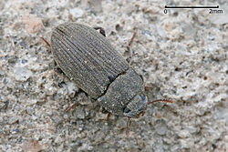 Darkling beetle.jpg