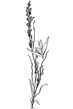 Dissanthelium californicum - drawing.jpg