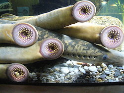Diversas lampreas.1 - Aquarium Finisterrae.JPG