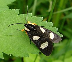 Eight-spotted Forester -- Alypia octomaculata.jpg