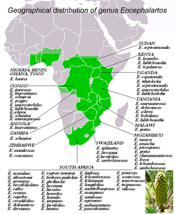 Distribución geográfica de la Encephalartos