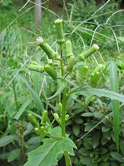 Erechtites hieracifolia2.jpg