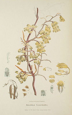 Erythrorchis cassythoides - FitzGerald, Australian Orchids - vol. 1 pl. 26 (1882).jpg