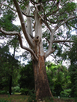 Eucalyptus saligna.JPG