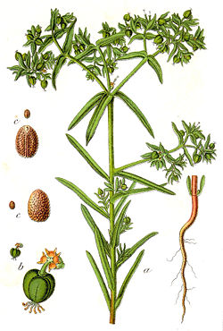 Euphorbia exigua Sturm34.jpg