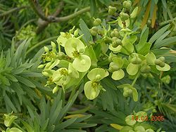 Euphorbia lambii0.jpg