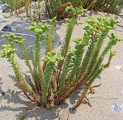 Euphorbia paralias plant.jpg