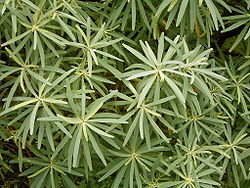 Euphorbia regis-jubae (Barlovento) 03.jpg