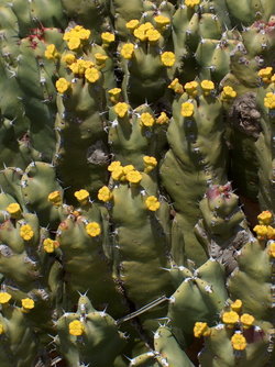 Euphorbia resinifera.jpg