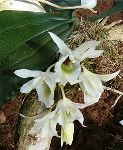 Eurychone rothschildiana OrchidsBln0906.jpg