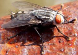 Flesh fly Sarcophaga sp.jpg