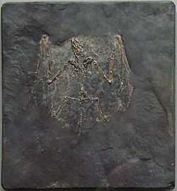 Fossil-Fledermaus-Palaeochiropterix.jpg