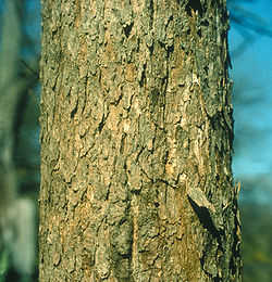 Fraxinus quadrangulata bark.jpg